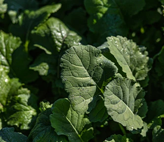 Food plot greens