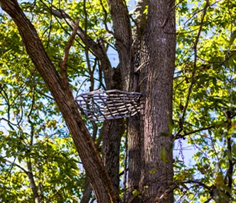 Tree stand on hunting property
